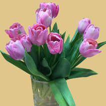 Kiitos ihanista tulppaaneista, jotka sain Sirkka Saariselta!
Olen ollut mukana kehittämässä teidän kanssanne näitä nettisivujanne.
Edelleen toivon teiltä lisää juttuja ja kuvia elävöittämään sivujanne.